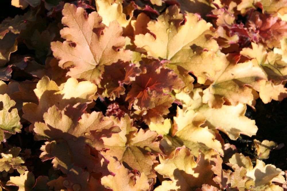 Heuchera villosa 'Marmalade' (S)