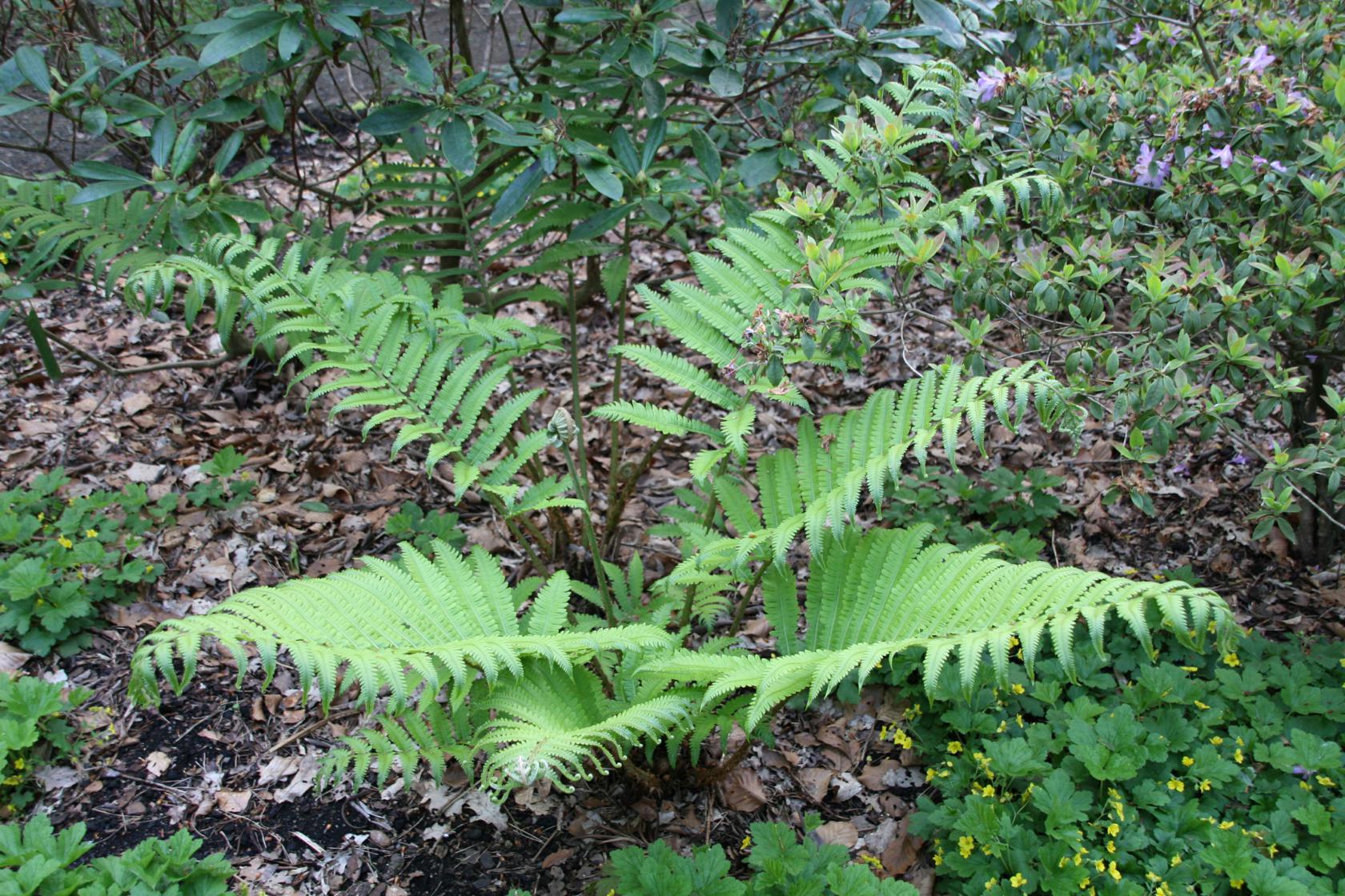 Matteuccia orientalis