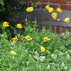 Papaver cambricum (Meconopsis)