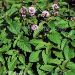 Mentha aquatica