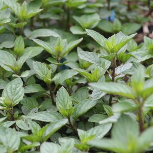 Mentha spicata 'Black Spearmint'