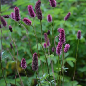 Sanguisorba menziesii