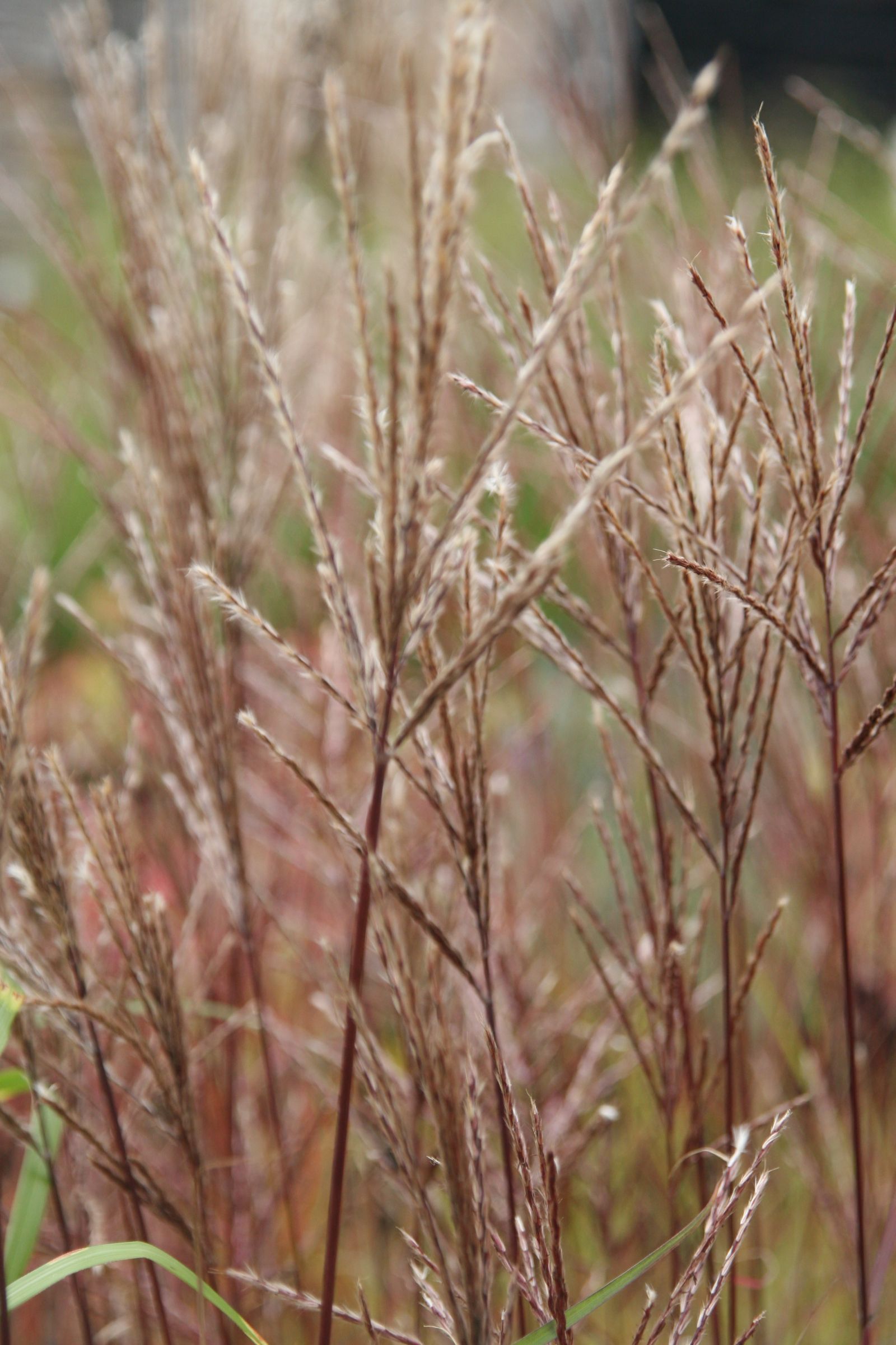 Miscanthus sinensis 'Ferner Osten'