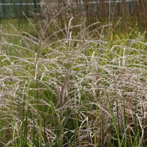 Miscanthus sinensis 'Kleine Fontäne'