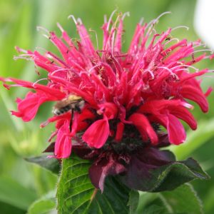 Monarda fistulosa 'Bee Happy' (S)