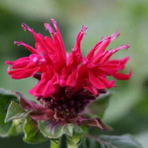 Monarda didyma Fireball' (S)