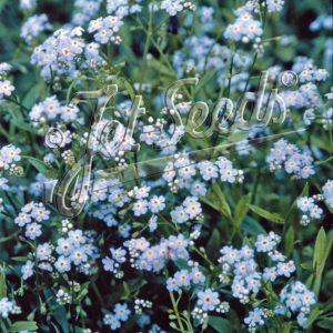 Myosotis scorpioides (palustris)