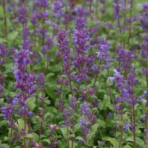 Nepeta racemosa 'Grog'