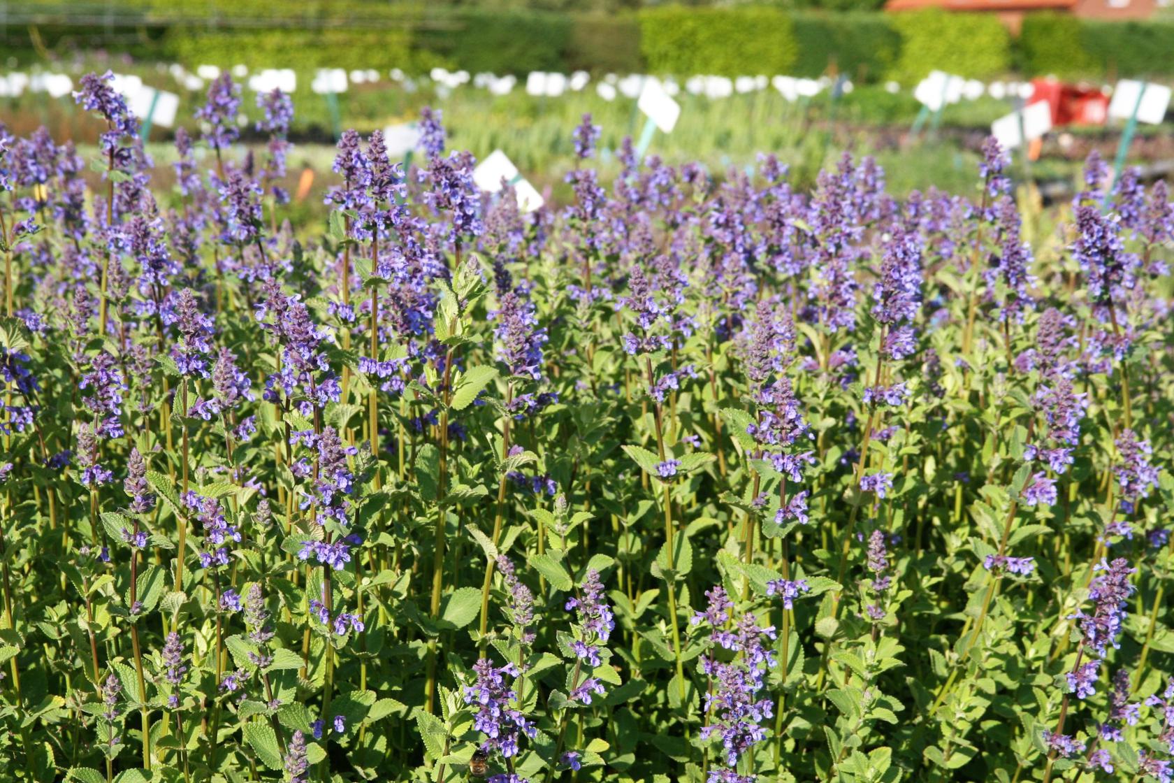 Nepeta grandiflora 'Zinser's Giant'