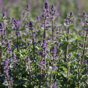 Nepeta x faassenii 'Kit Cat'