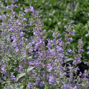 Nepeta x faassenii 'Six Hills Giant'