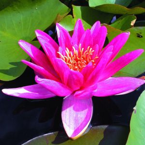 Nymphaea x cult. 'Rene Gerard'