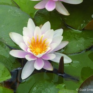 Nymphaea x cult. 'Marliacea Rosea'