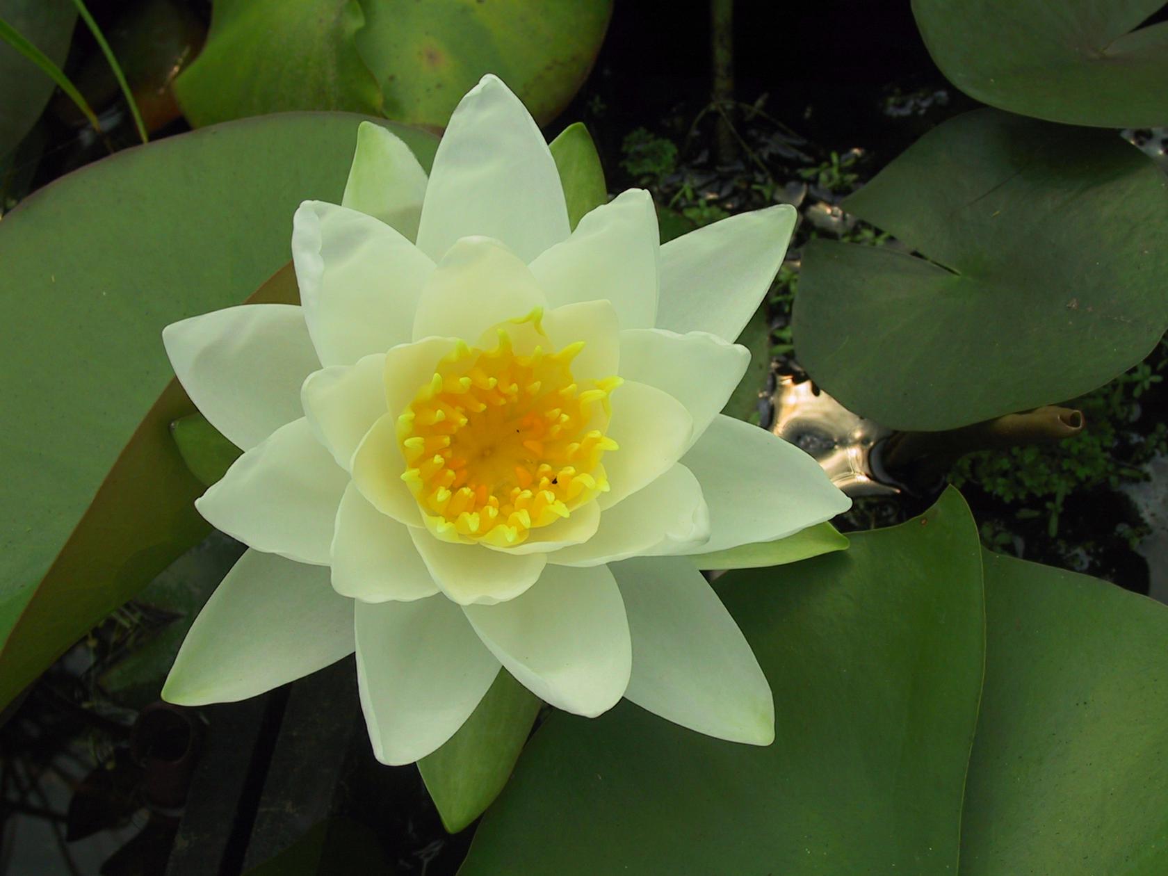 Nymphaea tuberosa 'Gladstoniana'