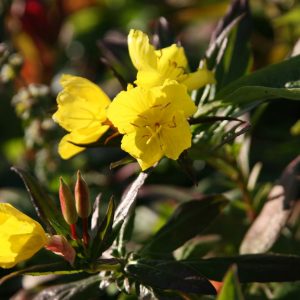 Oenothera fruticosa