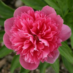 Paeonia officinalis 'Rosea Plena'