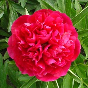 Paeonia officinalis 'Rubra Plena'
