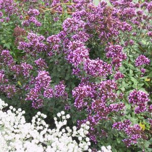 Origanum laevigatum 'Herrenhausen'
