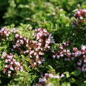 Origanum vulgare 'Compactum'