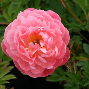Paeonia lactiflora 'Pink Hawaiin Coral'