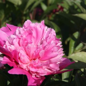 Paeonia lactiflora 'Edulis Superba'