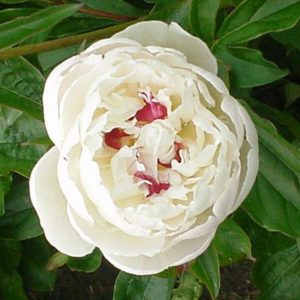 Paeonia lactiflora 'Festiva Maxima'