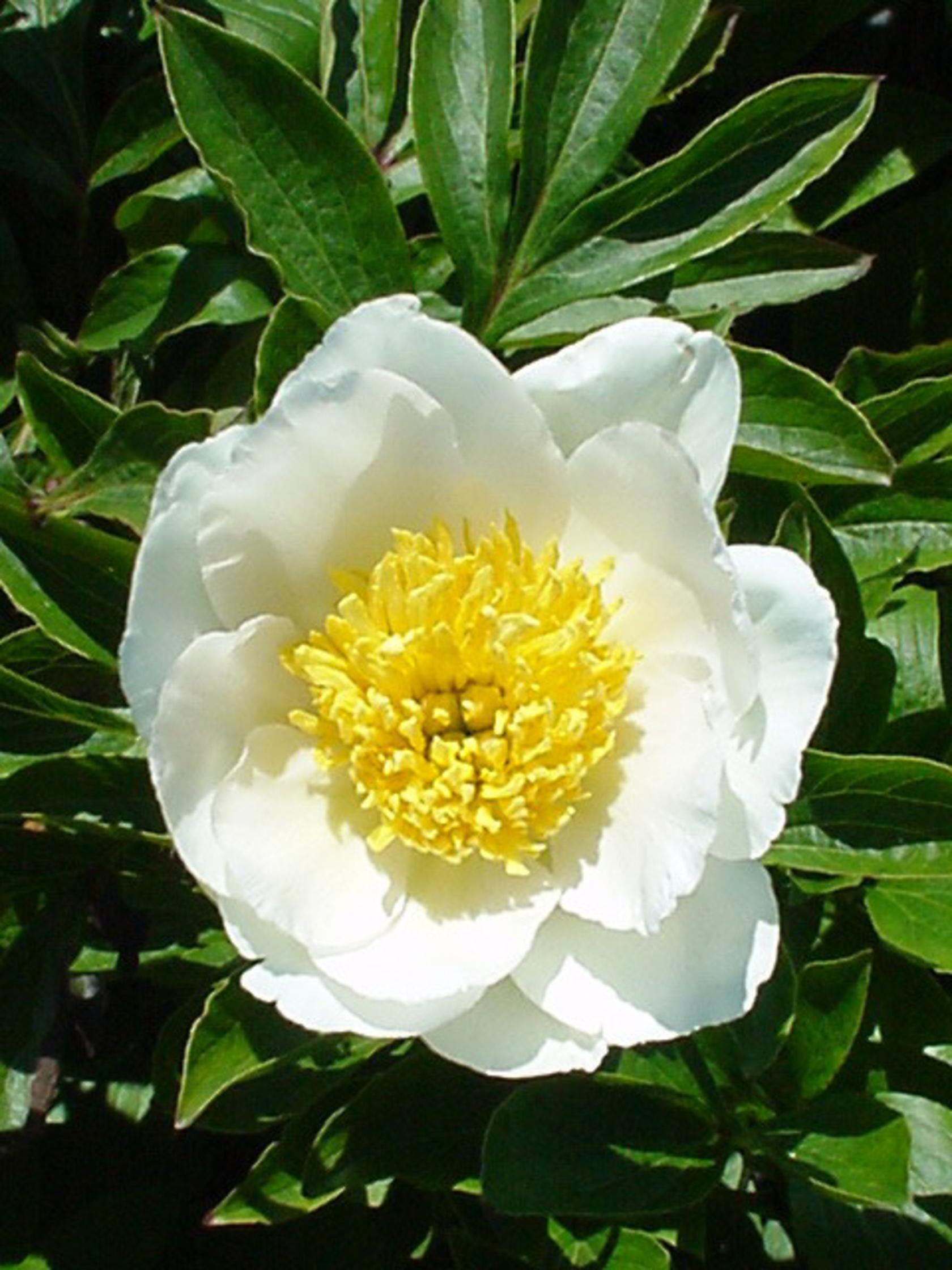Paeonia lactiflora 'Jan van Leeuwen'