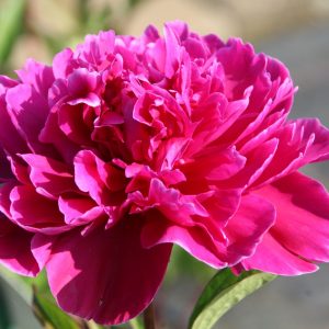 Paeonia lactiflora 'Karl Rosenfield'