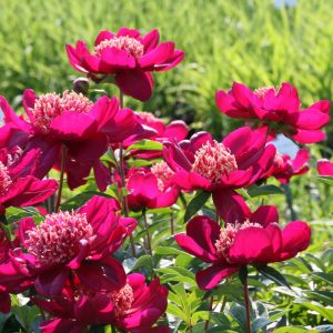 Paeonia lactiflora 'Nippon Beauty'