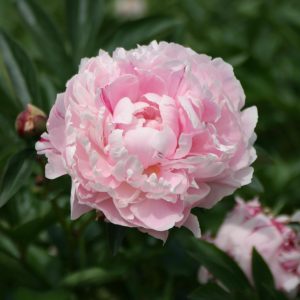 Paeonia lactiflora 'Sarah Bernhardt