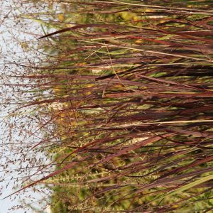 Panicum virgatum 'Heiliger Hain'