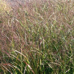 Panicum virgatum 'Squaw'