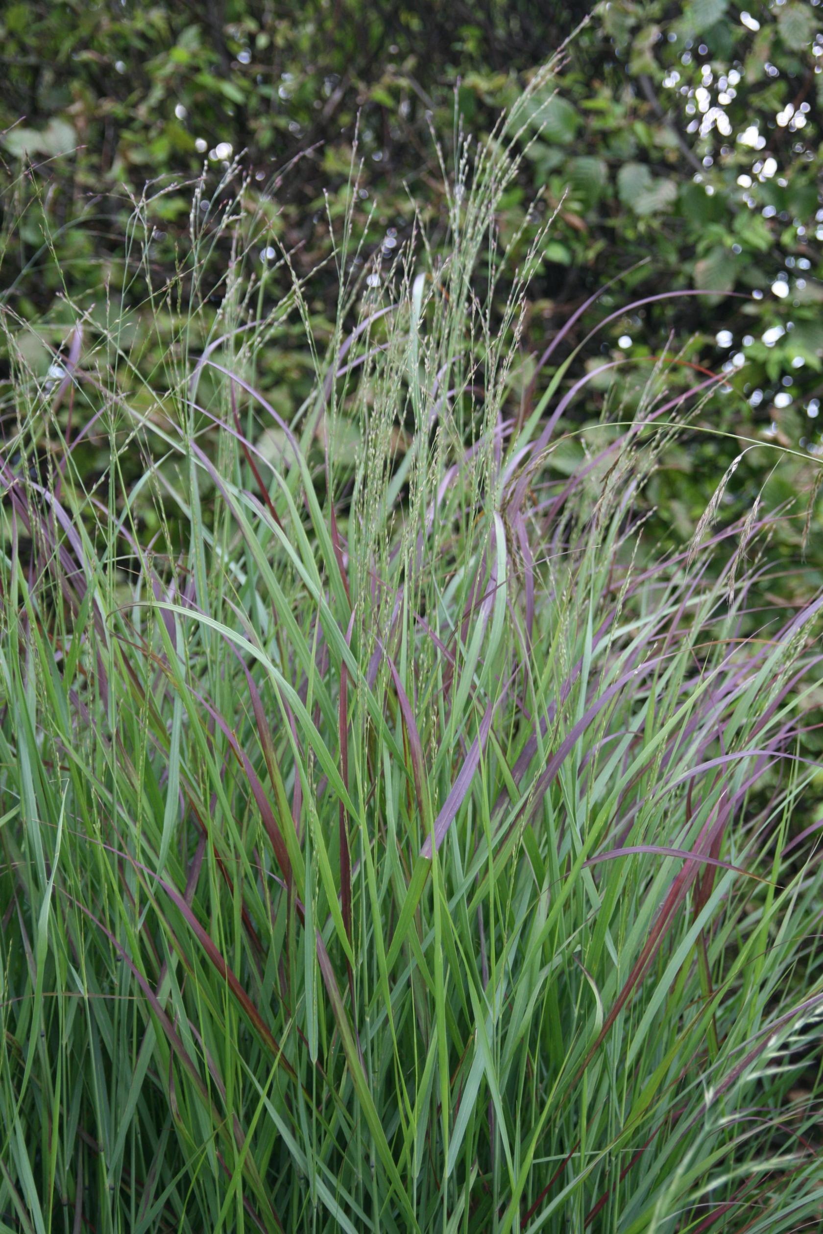 Panicum virgatum 'Rotstrahlbusch`(Hänse Herms)