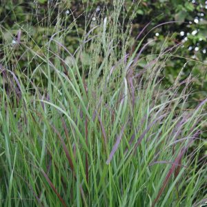 Panicum virgatum 'Rotstrahlbusch`(Hänse Herms)