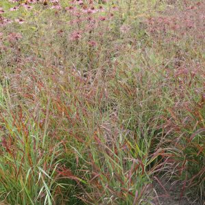 Panicum virgatum 'Shenandoah'