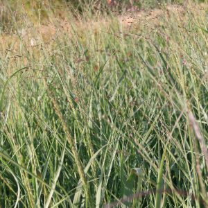 Panicum virgatum 'Prairie Sky'