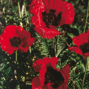 Papaver orientale 'Beauty of Livermere'