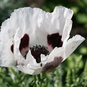 Papaver orientale 'Royal Wedding'