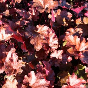 Heuchera micrantha 'Peach Flambe' (S)