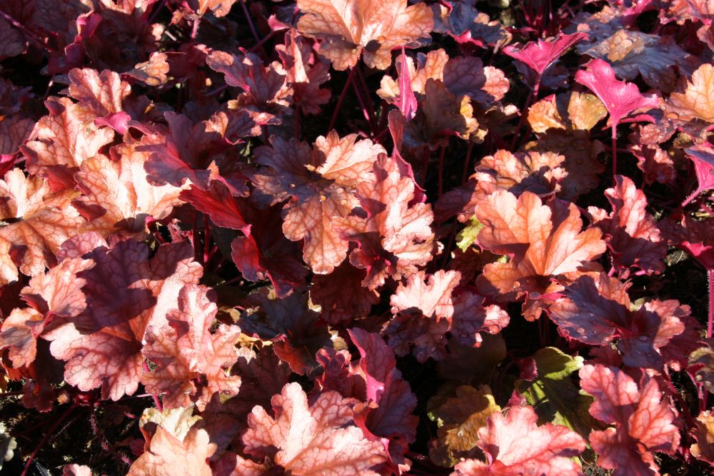 Heuchera micrantha 'Peach Flambe' (S)