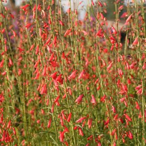Penstemon barbatus 'Coccineus'