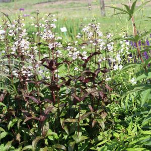 Penstemon digitalis 'Husker Red' gen.
