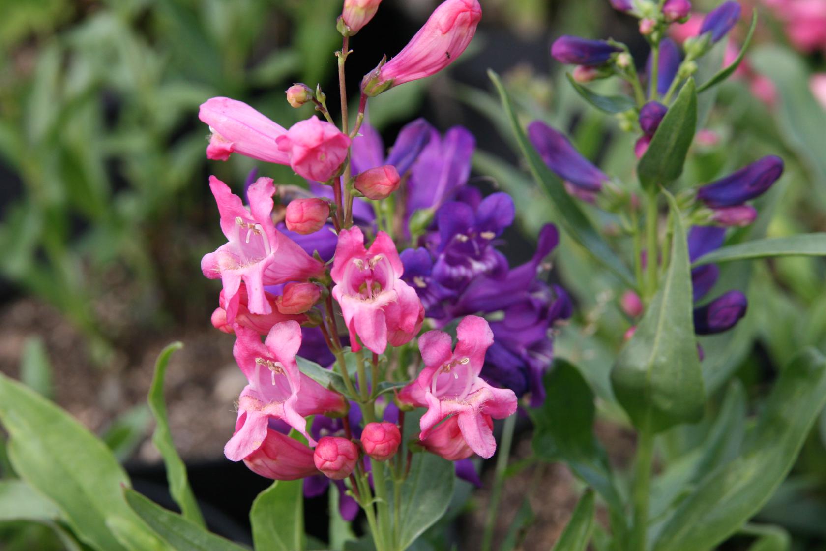 Penstemon barbatus 'Praecox Nanus Rondo'