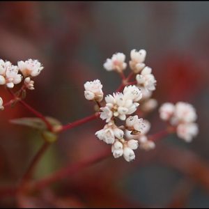 Persicaria microcephala 'Red Dragon'
