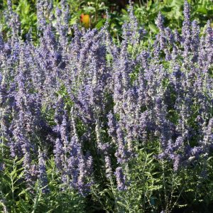 Perovskia atriplicifolia 'Lacey Blue'  (S)