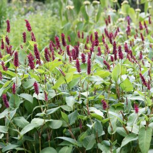 Persicaria amplexicaulis 'Inverleith'(Bistorta)