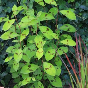 Persicaria filiformis
