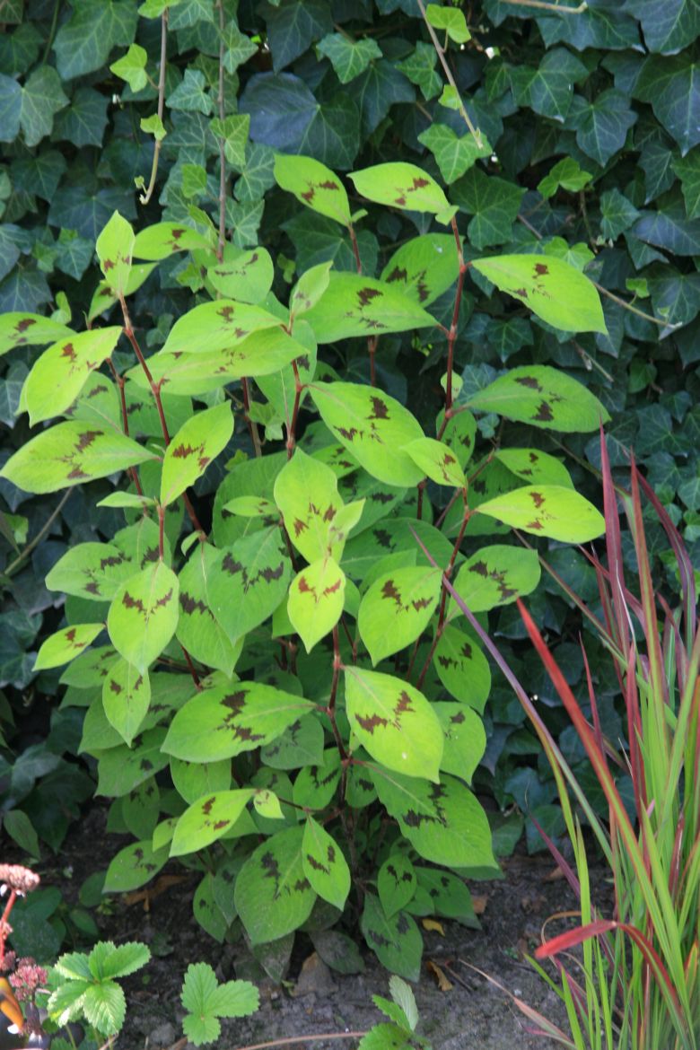 Persicaria filiformis
