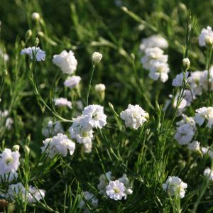 Petrorhagia saxifraga 'Alba Plena'