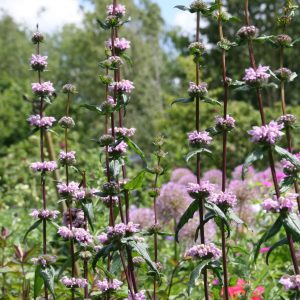Phlomis tuberosa 'Amazone'